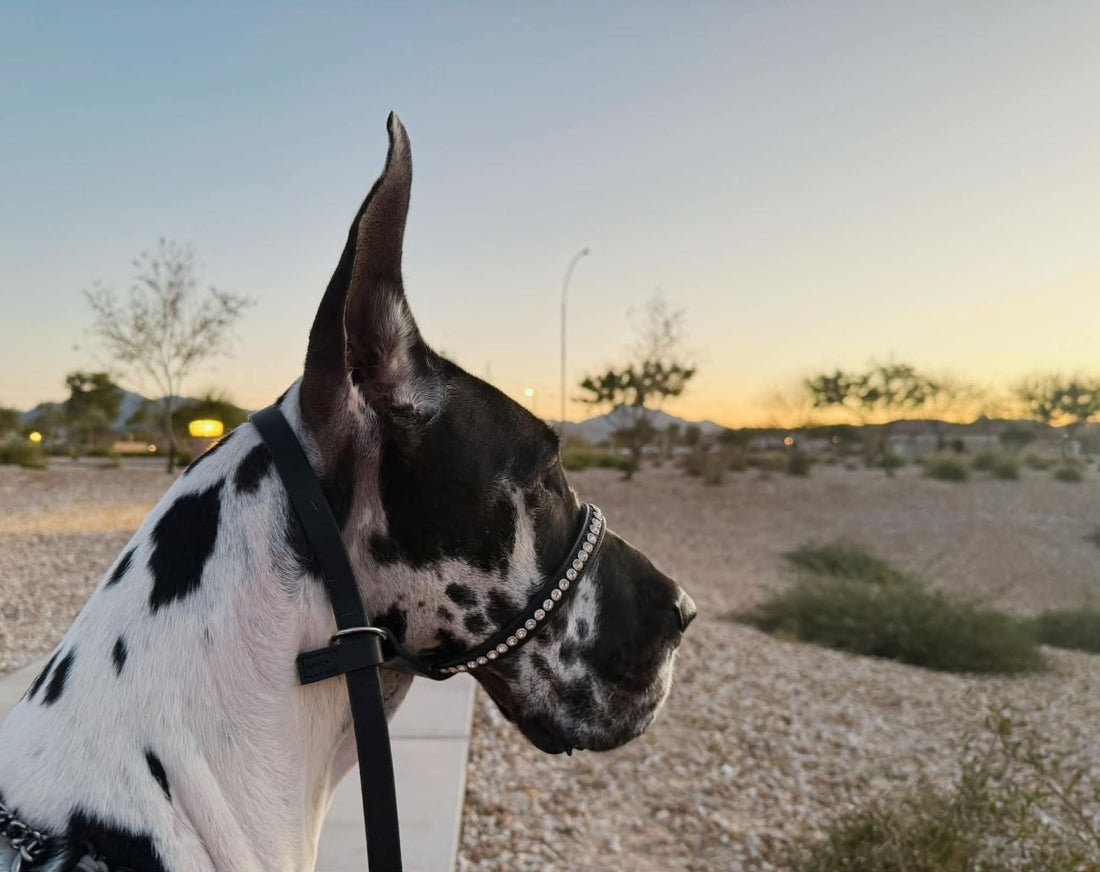 Great Dane wearing an Adoreadane Leather Head Collar with Clear Crystal Studs 