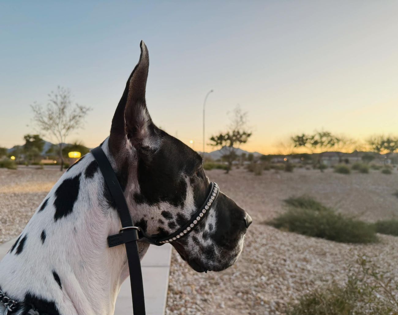 Great Dane wearing an Adoreadane Leather Head Collar with Clear Crystal Studs 