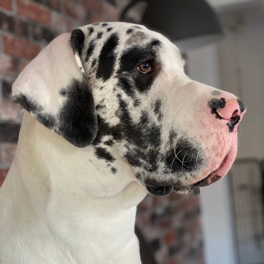 Close up of a great dane