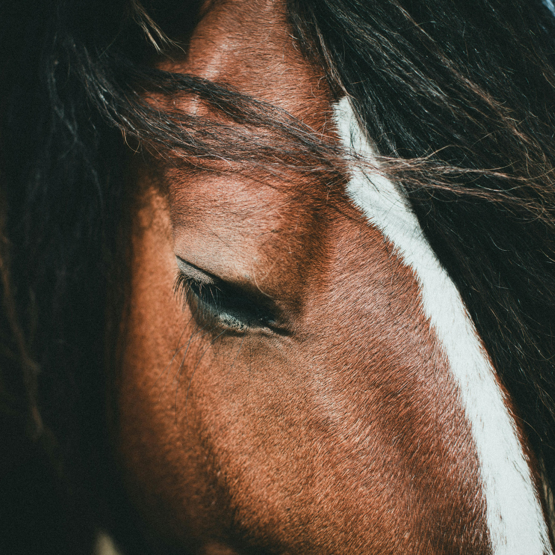 close up of a horse's head
