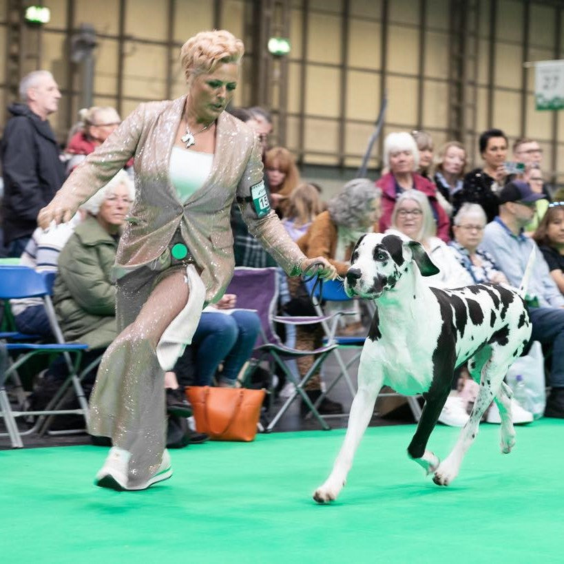 Sarah Tempest with a black and white great dane on a green carpet at a dog show.