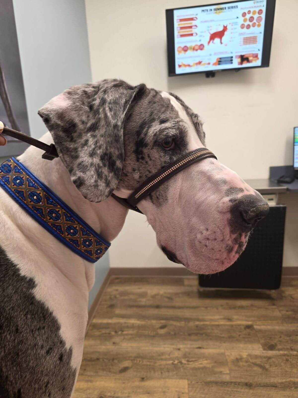 Great Dane wearing the Adoreadane veuve leather head collar
