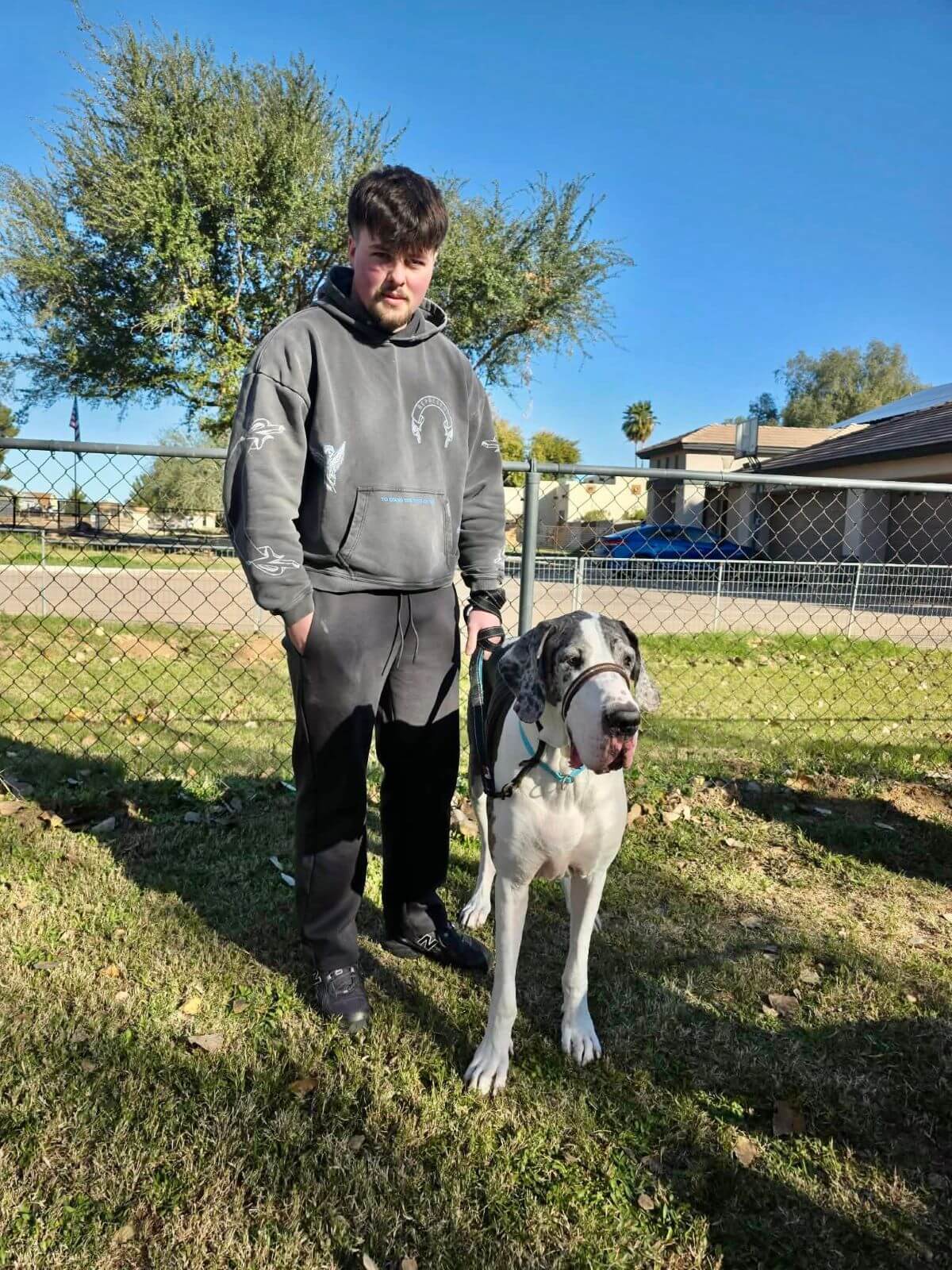 Man in grey hoodie standing next to a great dane dog on grass wearing a leather head collar
